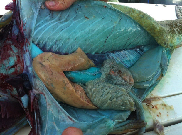 The most special fish on the planet has pale green flesh like in fiction films Picture 3