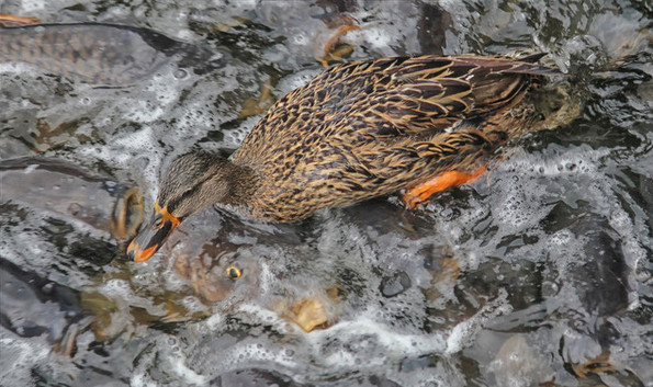 The most special lake in the world - Where the 'riding' duck on the back of thousands of carp Picture 3