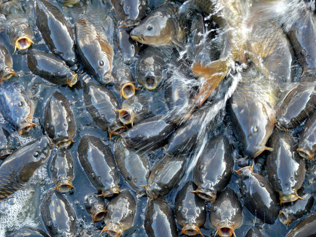 The most special lake in the world - Where the 'riding' duck on the back of thousands of carp Picture 4