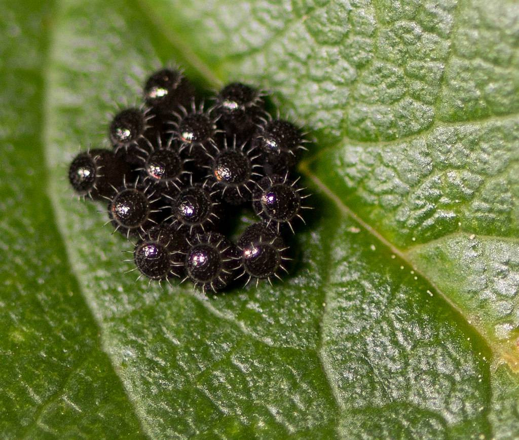 The most unique and beautiful nest eggs in the world of insects Picture 1