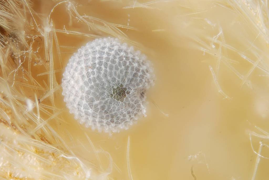 The most unique and beautiful nest eggs in the world of insects Picture 10