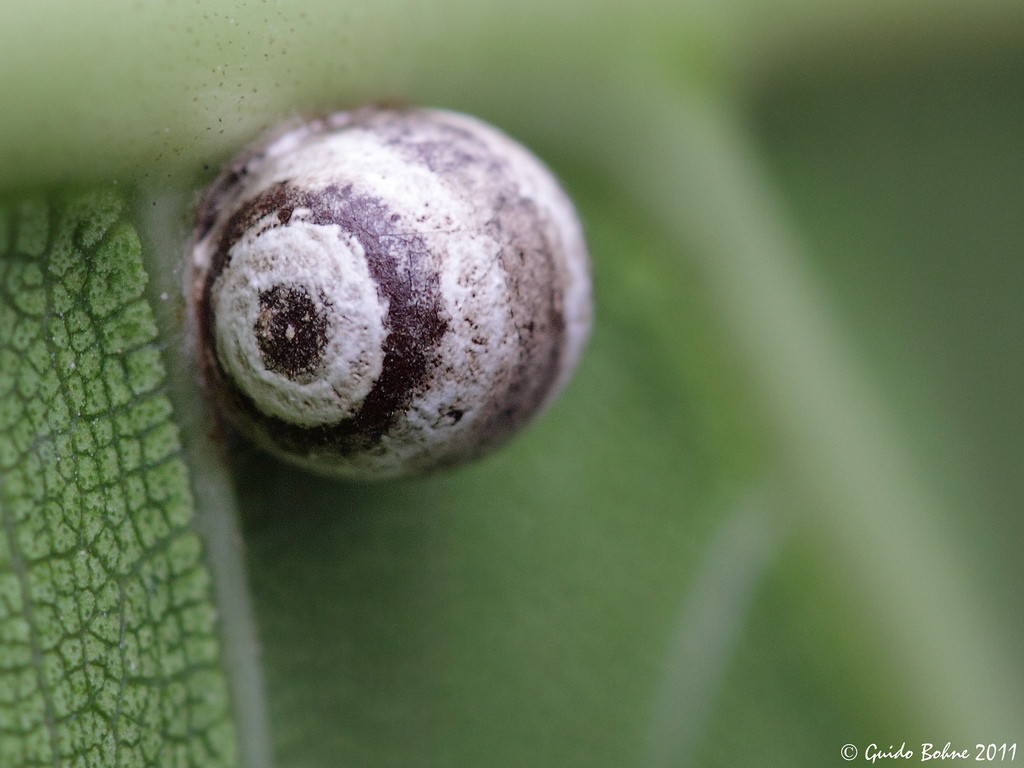 The most unique and beautiful nest eggs in the world of insects Picture 2