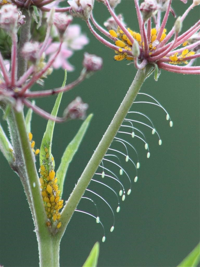 The most unique and beautiful nest eggs in the world of insects Picture 3