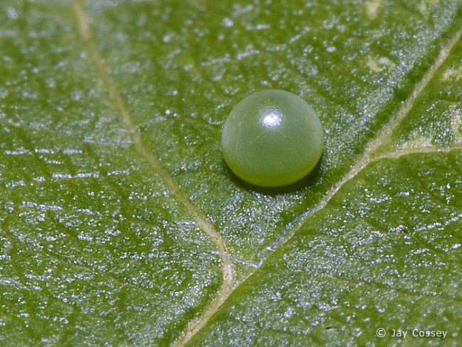 The most unique and beautiful nest eggs in the world of insects Picture 4