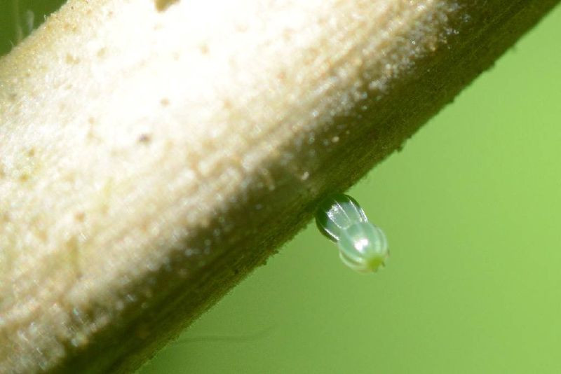 The most unique and beautiful nest eggs in the world of insects Picture 5