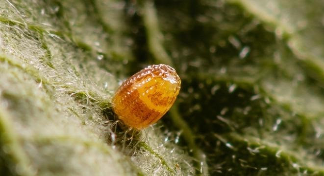 The most unique and beautiful nest eggs in the world of insects Picture 6