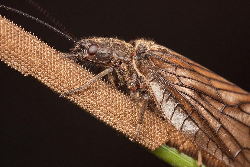 The most unique and beautiful nest eggs in the world of insects Picture 7
