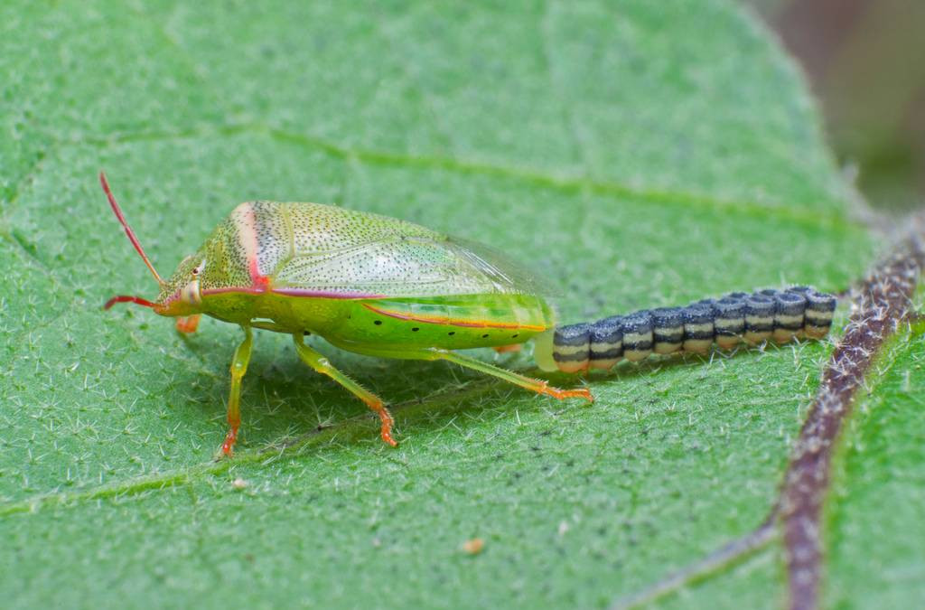 The most unique and beautiful nest eggs in the world of insects Picture 8