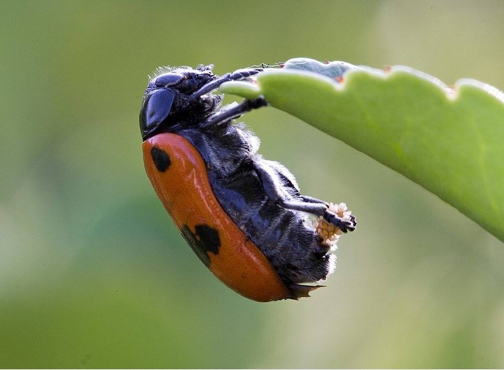 The most unique and beautiful nest eggs in the world of insects Picture 9