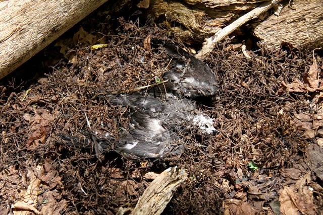 The mysterious dead tree makes birds die Picture 3