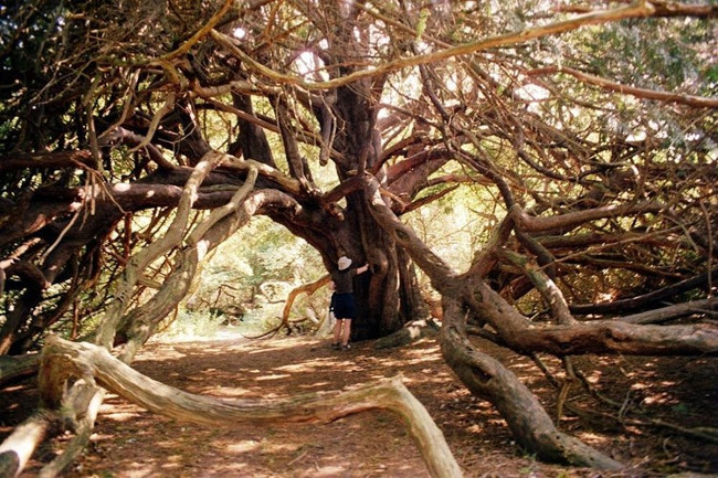 The mysterious witch forest in England Picture 4
