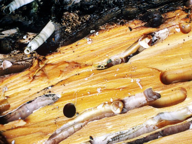 The mystery of a giant 1.5-meter-long worm eating both hydrogen sulfide and rotten gas Picture 3