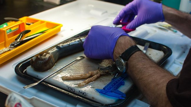 The mystery of a giant 1.5-meter-long worm eating both hydrogen sulfide and rotten gas Picture 4