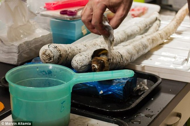 The mystery of a giant 1.5-meter-long worm eating both hydrogen sulfide and rotten gas Picture 5