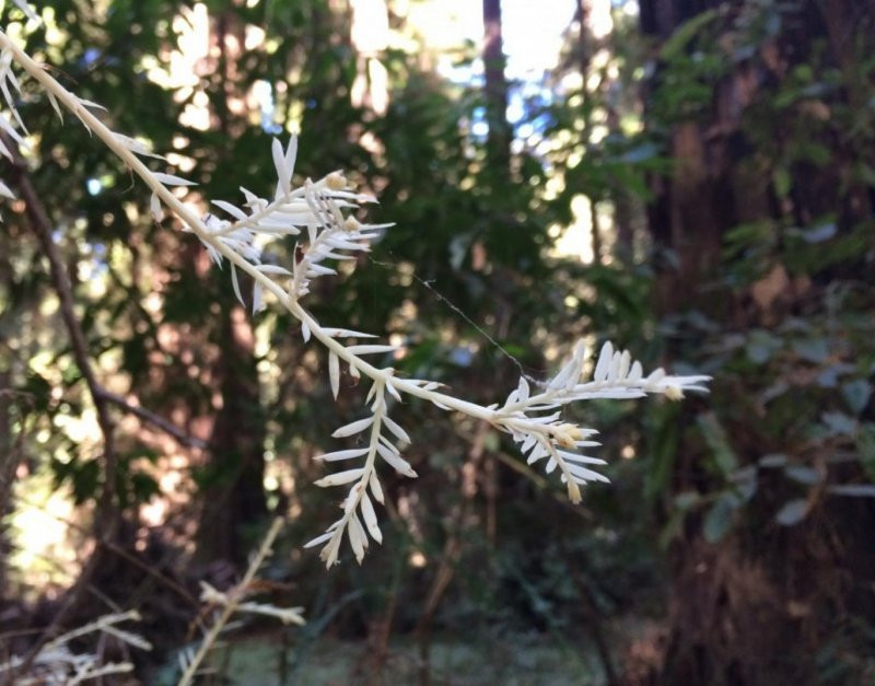 The mystery of the 'ghost tree' poisoning itself in exchange for nutrients Picture 1