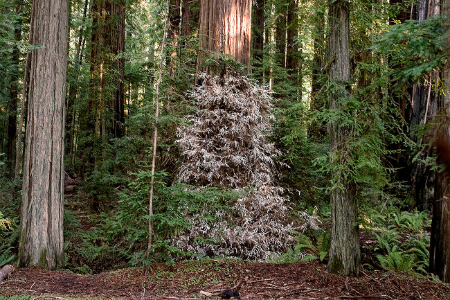 The mystery of the 'ghost tree' poisoning itself in exchange for nutrients Picture 3