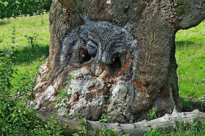 The mystery of the ghostly faces that happened to appear on the tree trunks startled many people Picture 1
