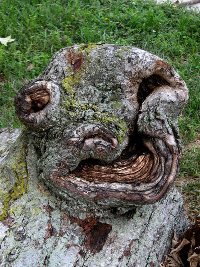 The mystery of the ghostly faces that happened to appear on the tree trunks startled many people Picture 10