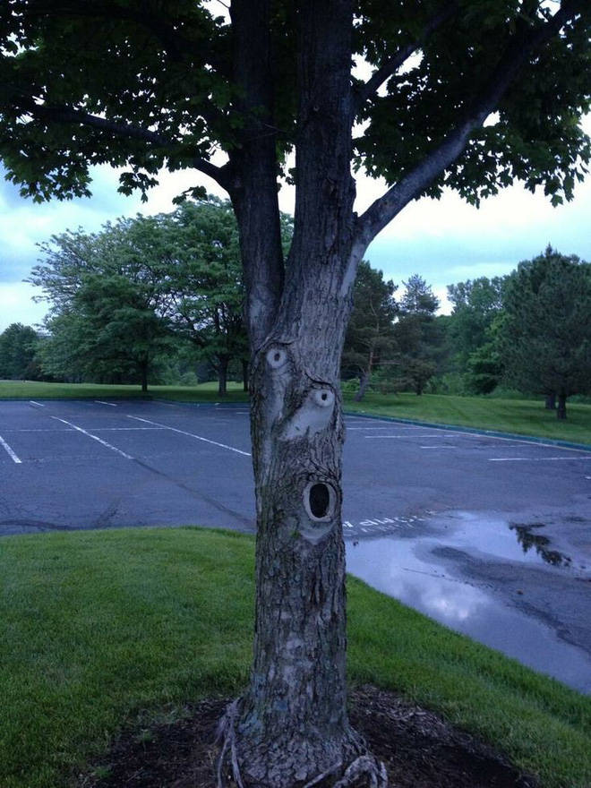 The mystery of the ghostly faces that happened to appear on the tree trunks startled many people Picture 11