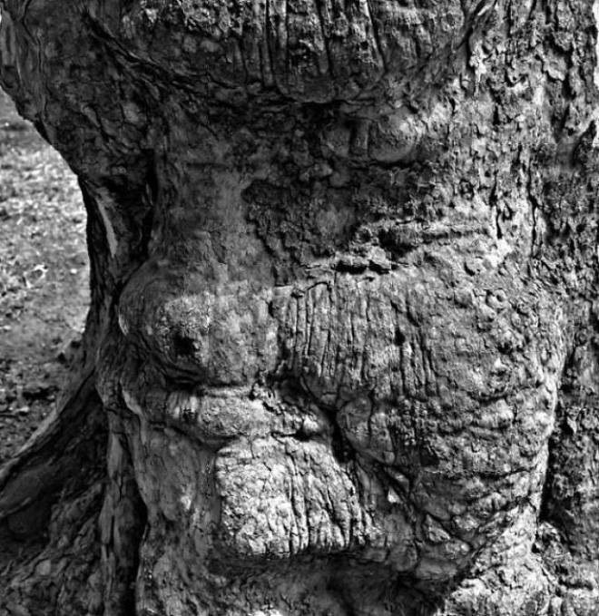 The mystery of the ghostly faces that happened to appear on the tree trunks startled many people Picture 12