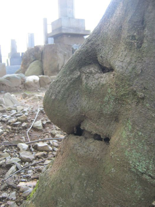 The mystery of the ghostly faces that happened to appear on the tree trunks startled many people Picture 13
