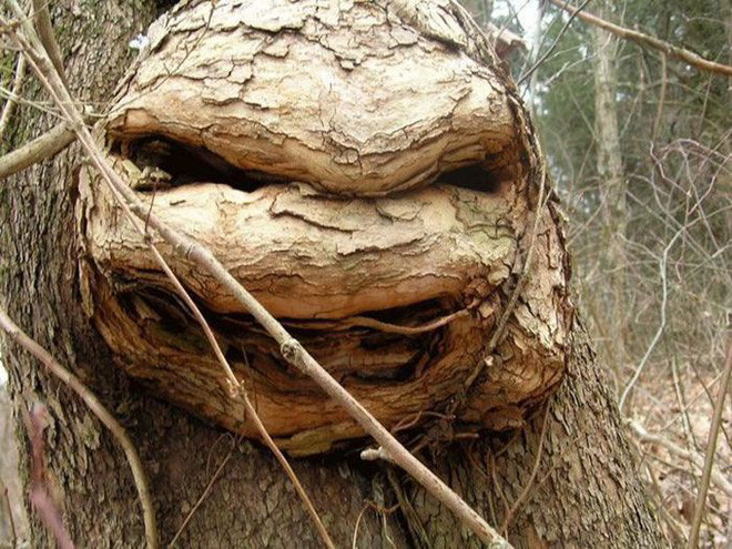 The mystery of the ghostly faces that happened to appear on the tree trunks startled many people Picture 16