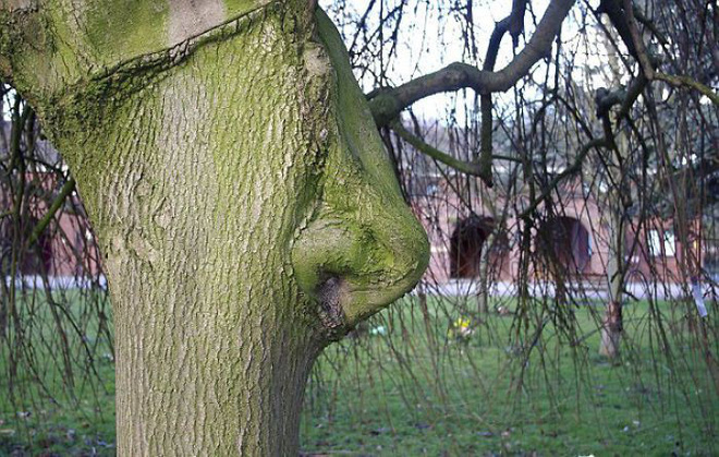 The mystery of the ghostly faces that happened to appear on the tree trunks startled many people Picture 2