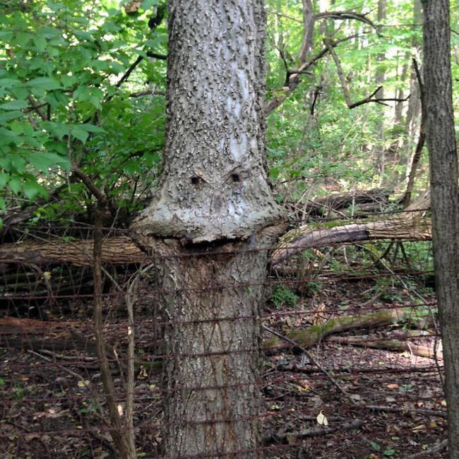 The mystery of the ghostly faces that happened to appear on the tree trunks startled many people Picture 5