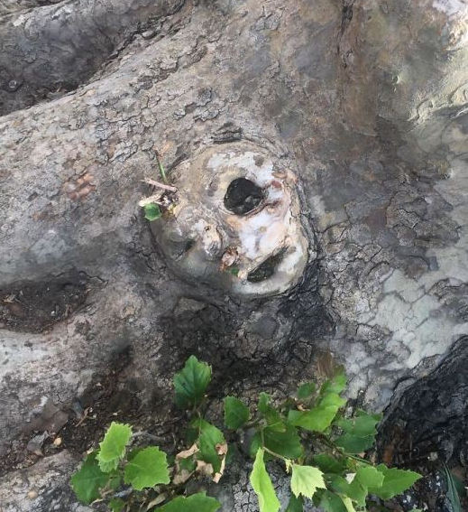 The mystery of the ghostly faces that happened to appear on the tree trunks startled many people Picture 6