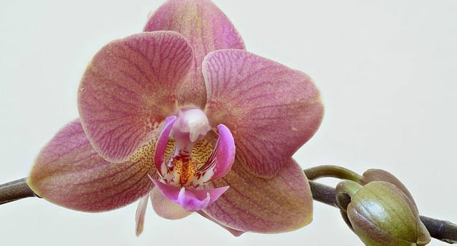 The oldest orchid fossil dated 45-55 million years old was discovered Picture 1