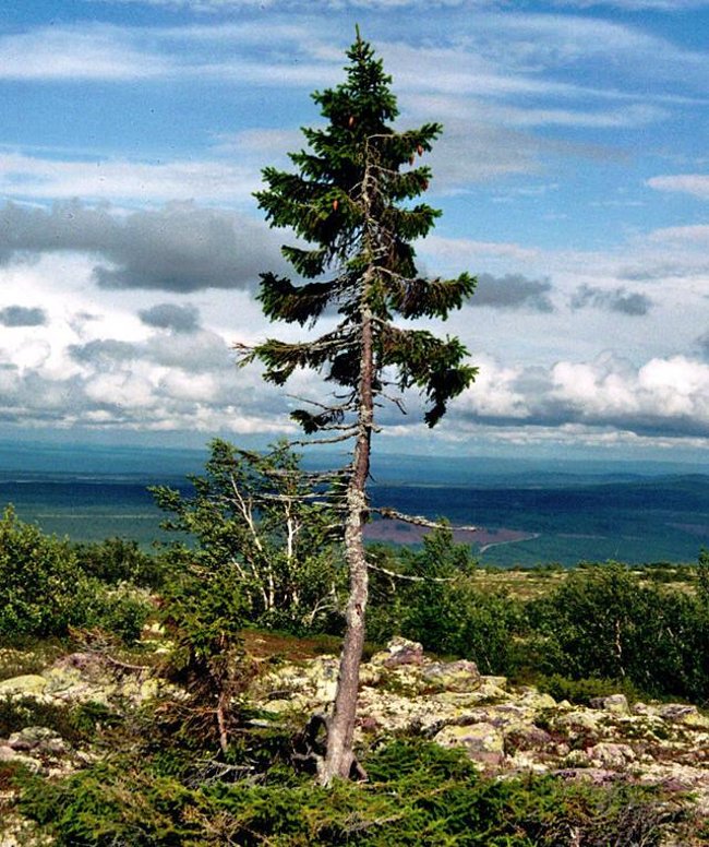 The oldest tree in the world 'old' 9550 years old Picture 3