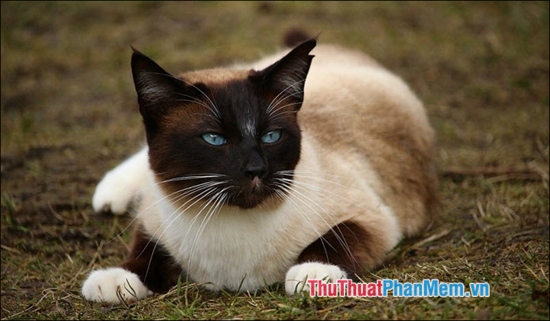 The popular cat breed in Vietnam Picture 10