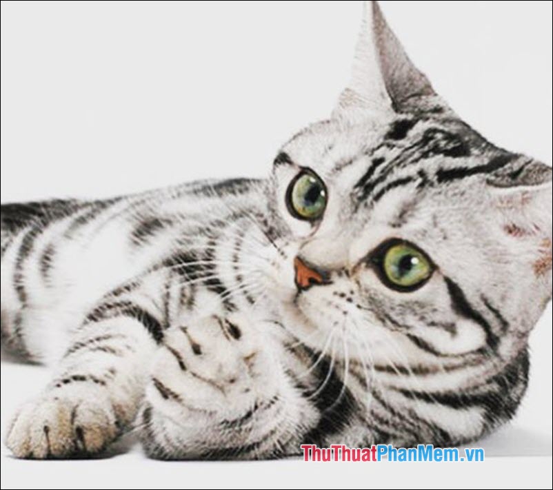 The popular cat breed in Vietnam Picture 2