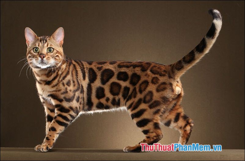 The popular cat breed in Vietnam Picture 5