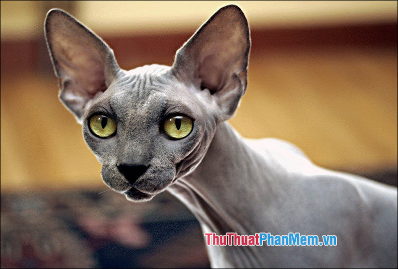 The popular cat breed in Vietnam Picture 6