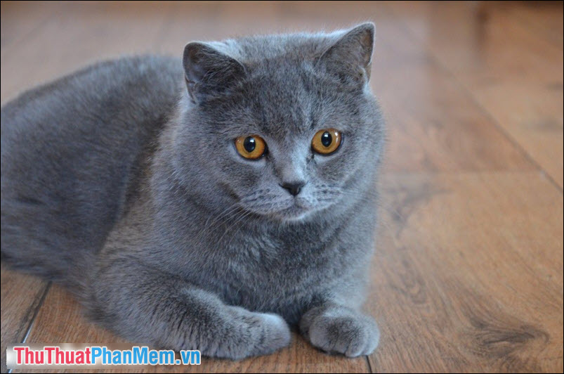 Purchasing a British Shorthair Cat in Vietnam