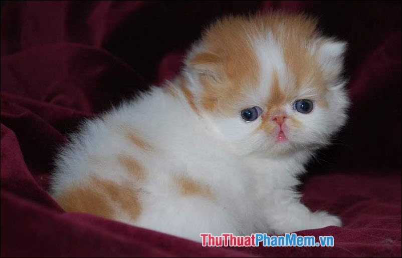 The popular cat breed in Vietnam Picture 9