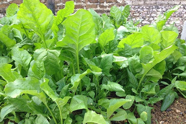 The pregnant woman is anemic and should eat well for her mother and baby Picture 4