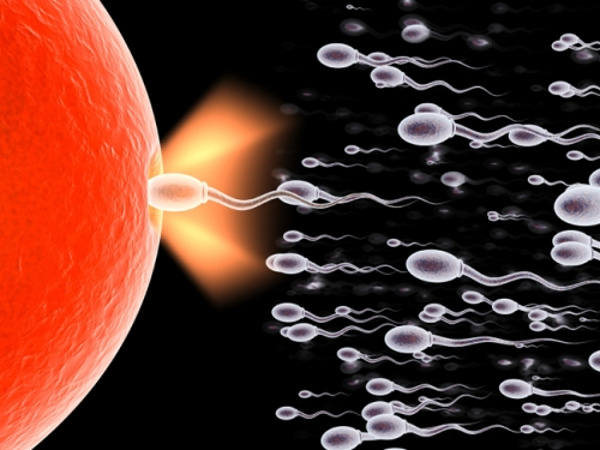 The process of sperm formation and the 5 facts startle you Picture 1