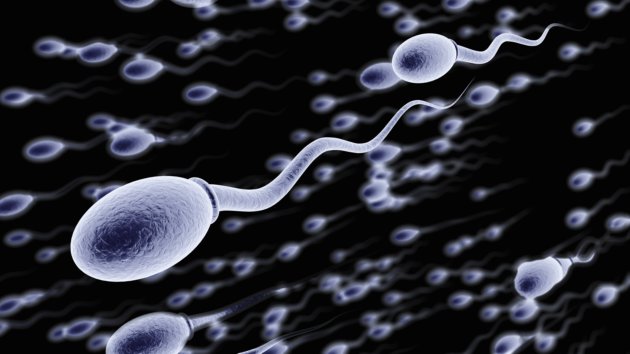 The process of sperm formation and the 5 facts startle you Picture 2