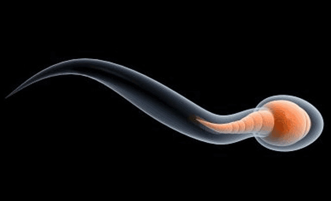 The process of sperm formation and the 5 facts startle you Picture 3