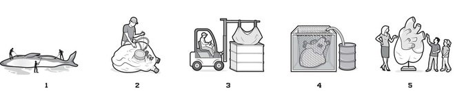 The process of turning 200kg whale hearts into 'plastic hearts' is not decomposed Picture 2