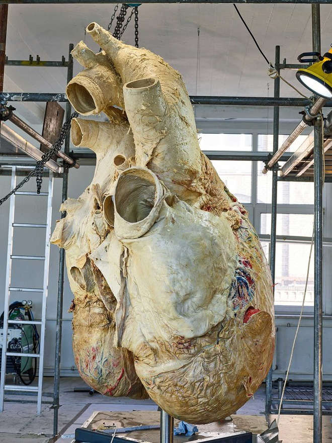 The process of turning 200kg whale hearts into 'plastic hearts' is not decomposed Picture 3