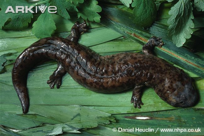 The rare giant 'living fossil' salamander stuck two years in the sewer line Picture 1