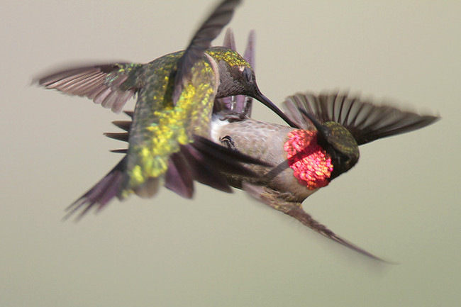 The reason why hummingbirds never had an accident Picture 3