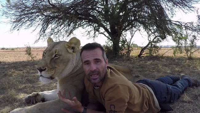 The scene of lions rushing to embrace their benefactors in a prey posture makes viewers watch their hearts Picture 1