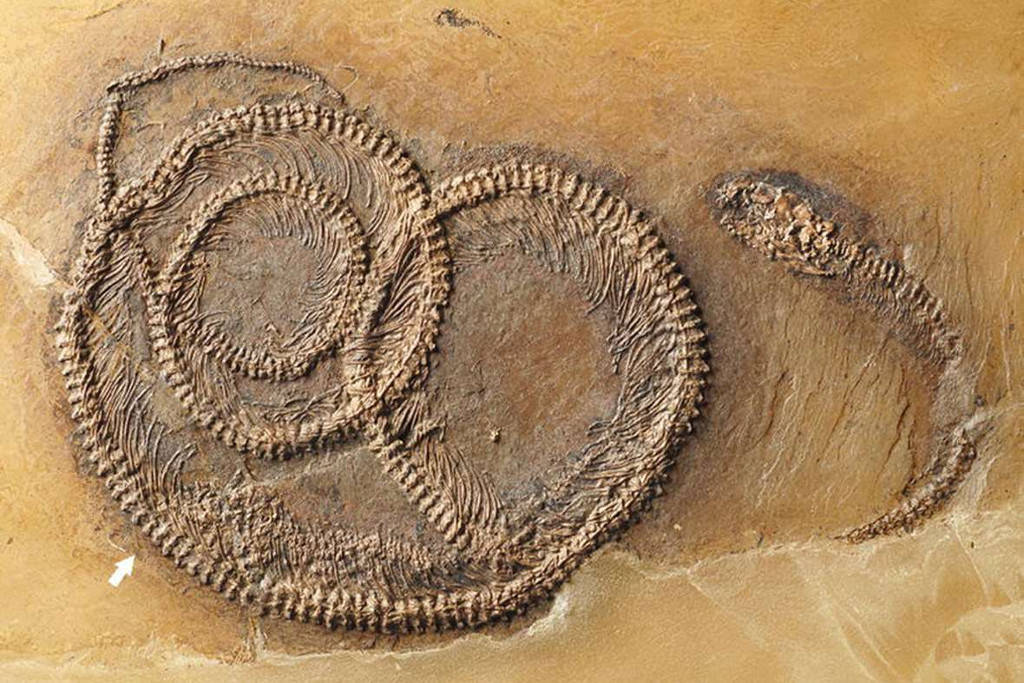 The second time the ancient fossil '3 in 1' was discovered Picture 1