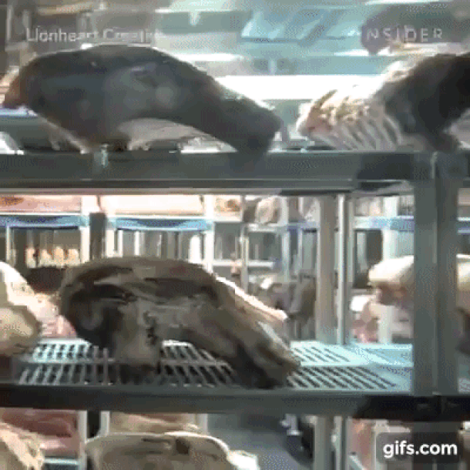 The secret behind the piece of meat for 15 years is still sold for 73 million, booking a year to enjoy Picture 2