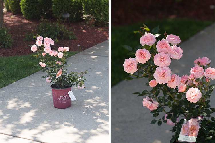 The secret to photography is backlit in the bright sunny days Picture 5