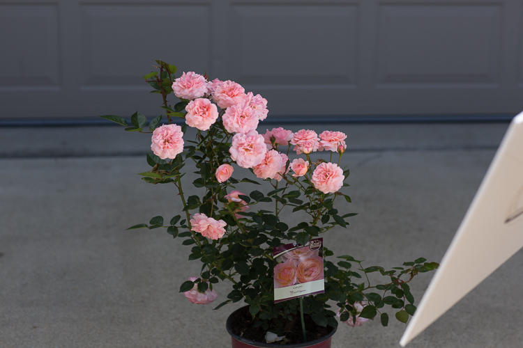 The secret to photography is backlit in the bright sunny days Picture 7